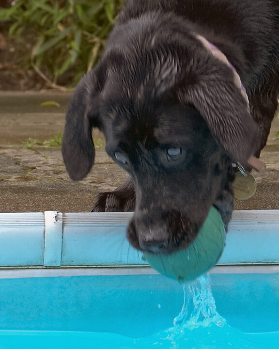 Dog, Dogs, Heidi, Labrador, Pool, Swimming