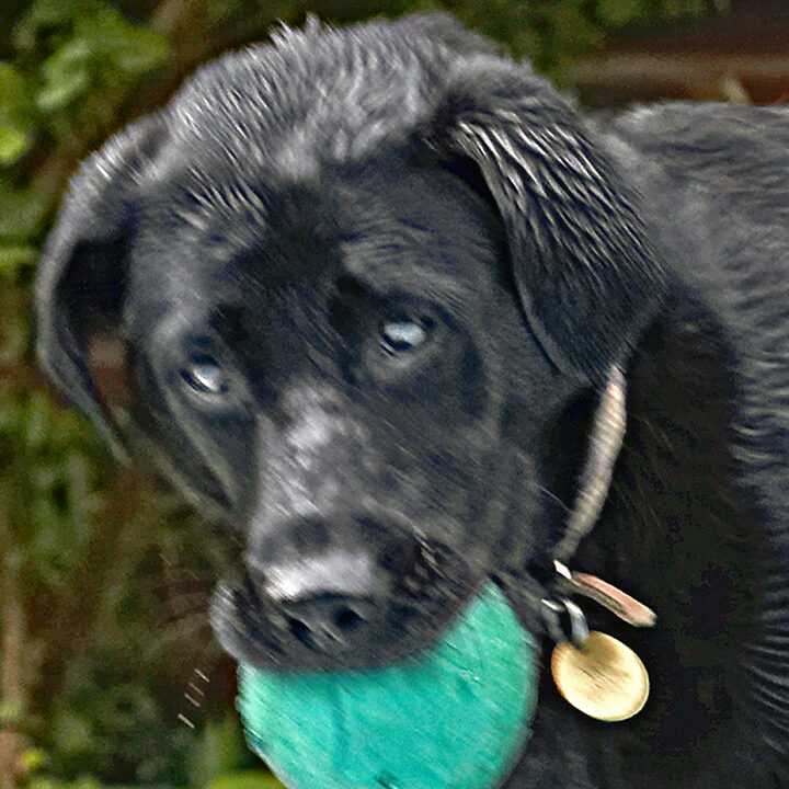 Dog, Dogs, Heidi, Labrador, Pool, Swimming