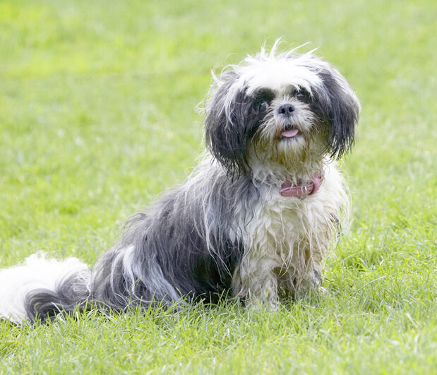 Button, Dog, Dogs, Muffin, Shih Tzu, Tongue