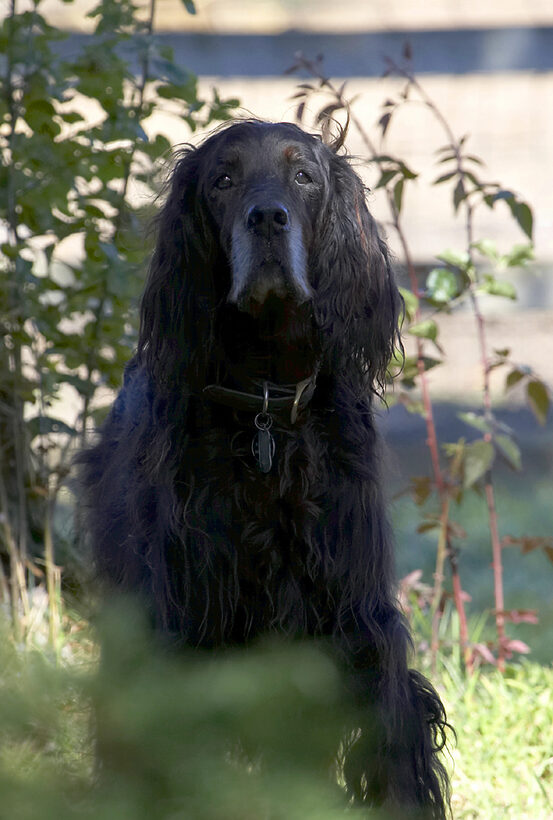 Barclay, Dog, Dogs, Gordon Setter, Setters