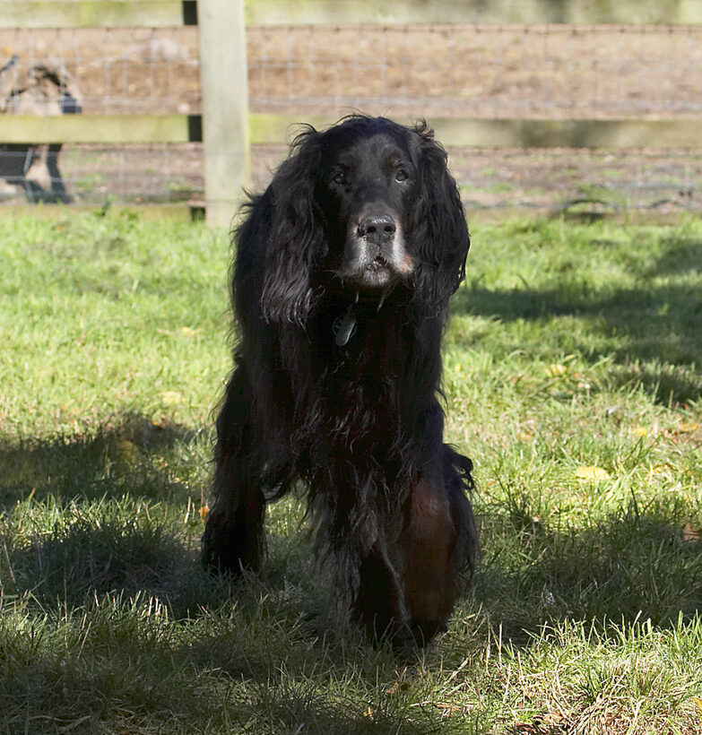 Barclay, Dog, Dogs, Gordon Setter, Setters