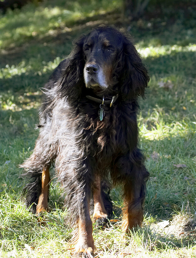 Barclay, Dog, Dogs, Gordon Setter, Setters