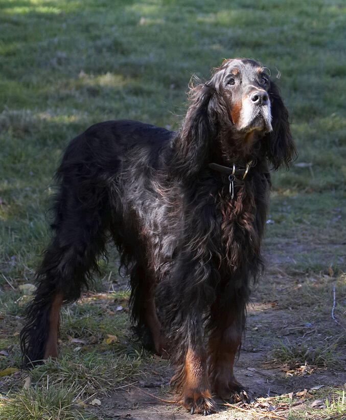 Barclay, Dog, Dogs, Gordon Setter, Setters