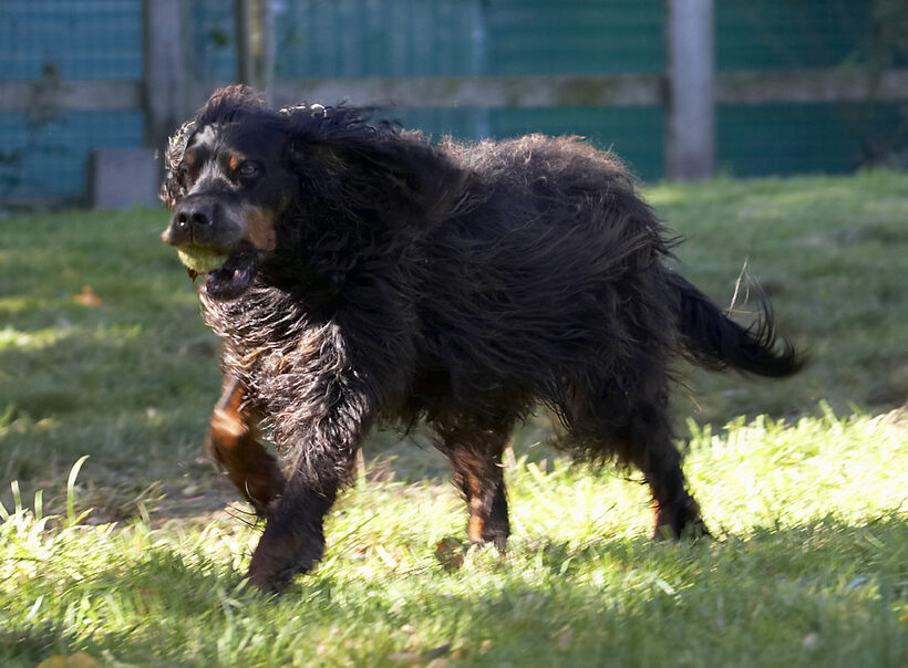 Cassie, Dog, Dogs, Gordon Setter, Molly, Setters