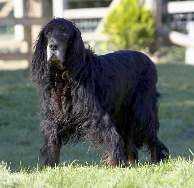 Barclay, Dog, Dogs, Gordon Setter, Setters