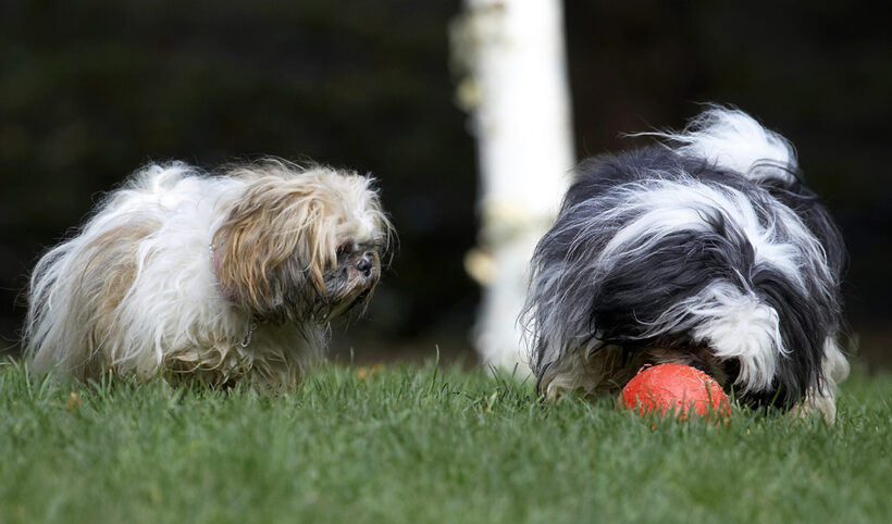 Ball, Button, Dog, Dogs, Muffin, Play, Playing, Shih Tzu