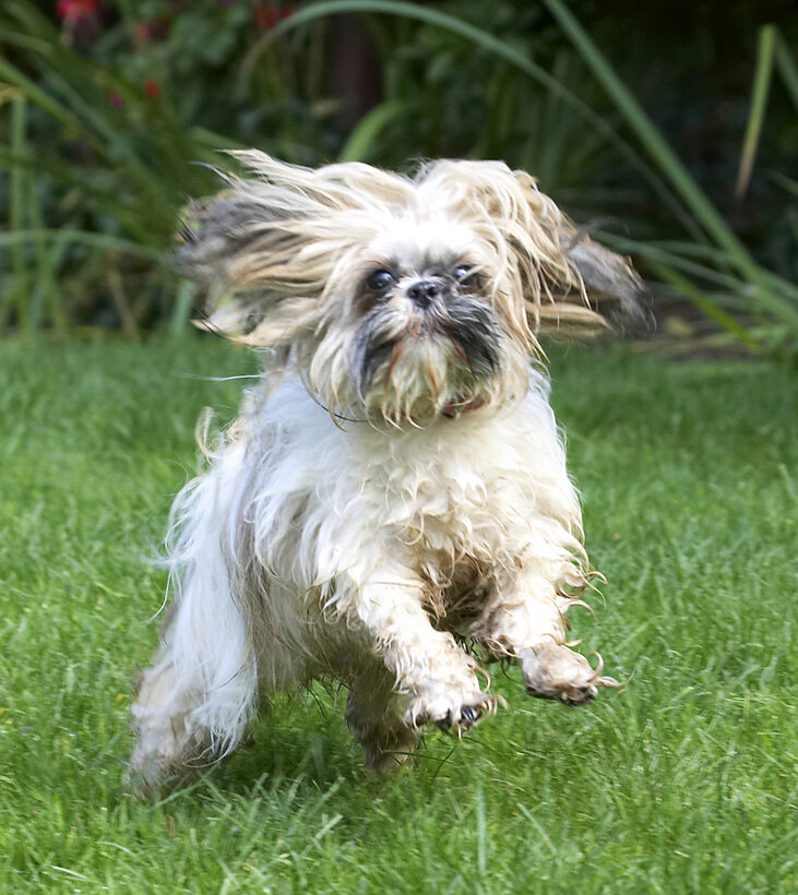 Button, Dog, Dogs, Muffin, Playing, Running, Shih Tzu