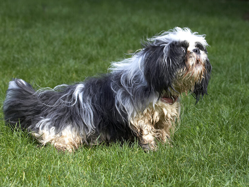Button, Dog, Dogs, Muffin, Shih Tzu