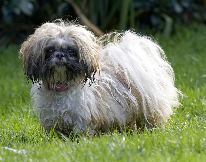 Button, Dog, Dogs, Muffin, Shih Tzu