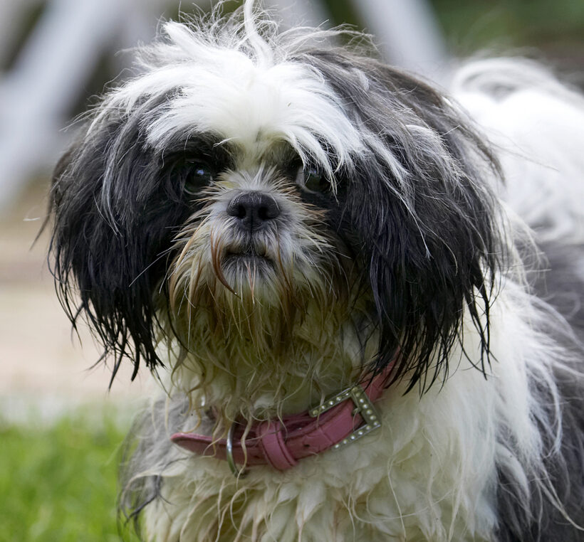 Button, Dog, Dogs, Muffin, Shih Tzu