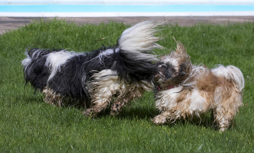 Button, Chase, Dog, Dogs, Muffin, Play, Playing, Run, Running, Shih Tzu
