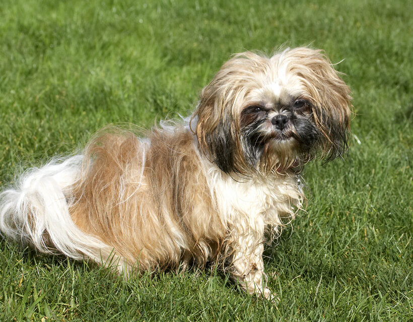 Button, Dog, Dogs, Muffin, Shih Tzu