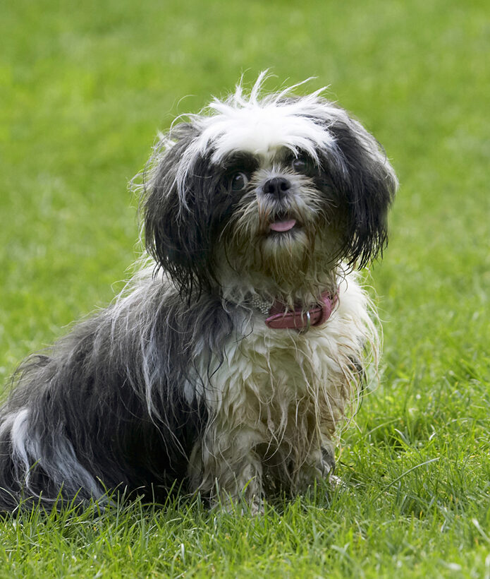 Button, Dog, Dogs, Muffin, Shih Tzu, Tongue