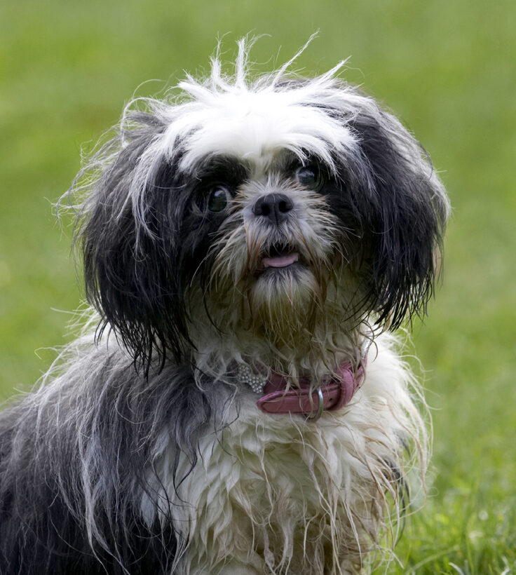 Button, Dog, Dogs, Muffin, Shih Tzu, Tongue