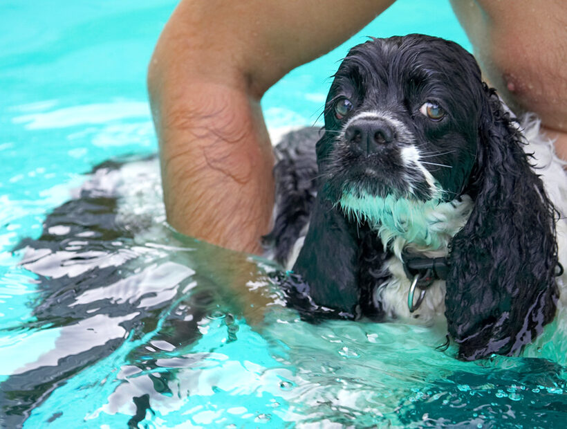 No, no, no, it's Paddy wot likes swimming
