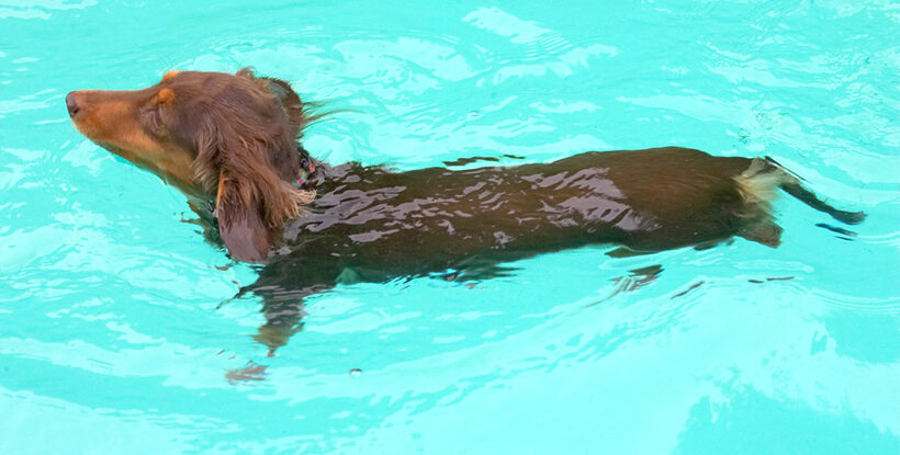 This swimming lark's not too bad