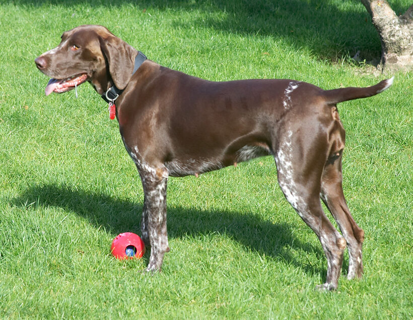 Where did I put the ball?
