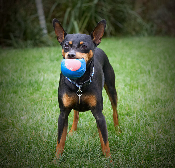 Barney, Chico, Dog, Dogs, Miniature Pinscher