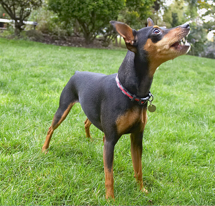 Barney, Chico, Dog, Dogs, Miniature Pinscher