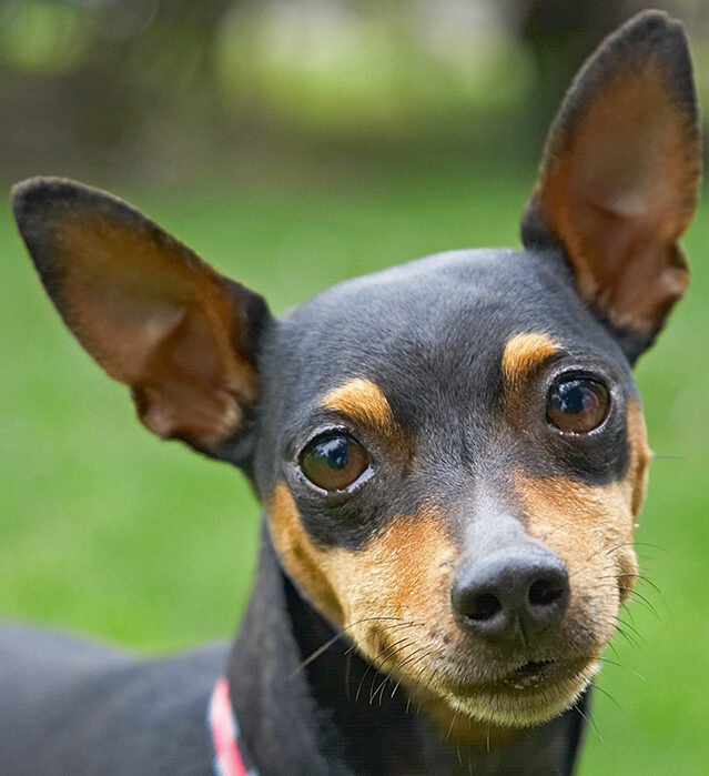 Barney, Chico, Dog, Dogs, Miniature Pinscher