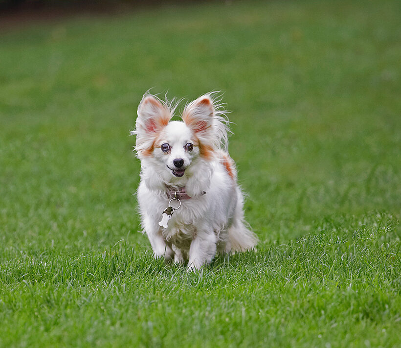 Dog, Dogs, Papillon, Portia, Tongue