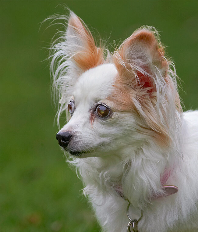 Dog, Dogs, Papillon, Portia, Tongue