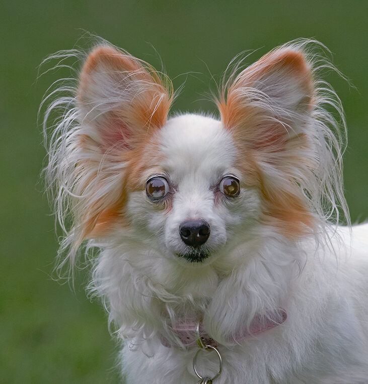 Dog, Dogs, Papillon, Portia, Tongue