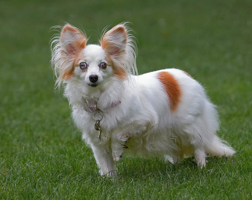 Dog, Dogs, Papillon, Portia, Tongue