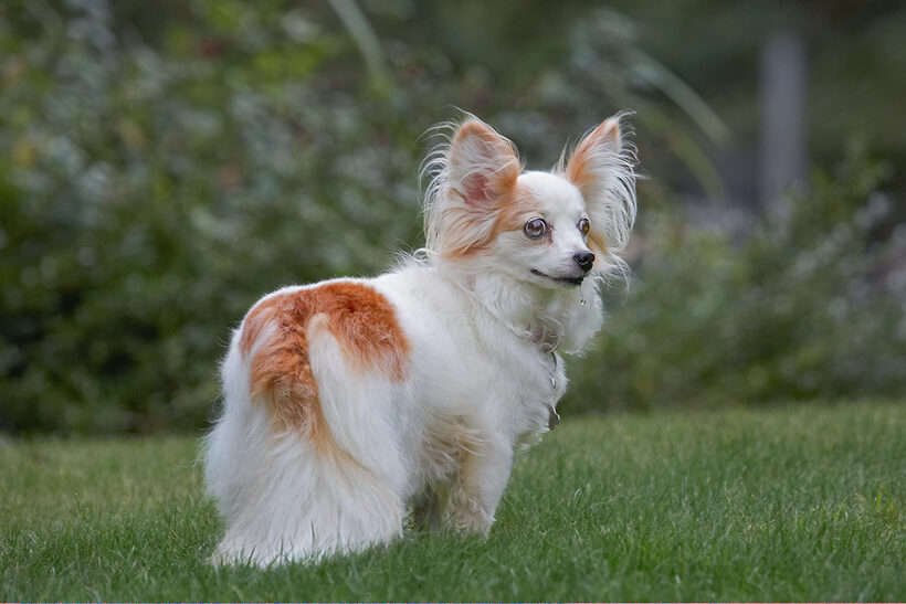 Dog, Dogs, Papillon, Portia, Tongue