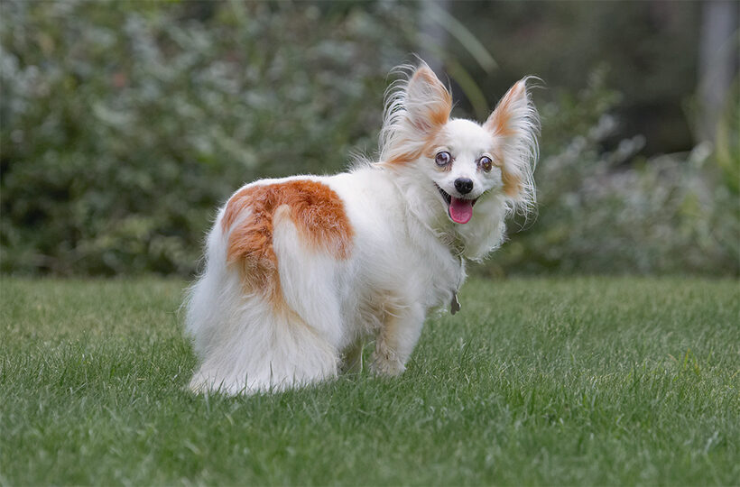 Dog, Dogs, Papillon, Portia, Tongue