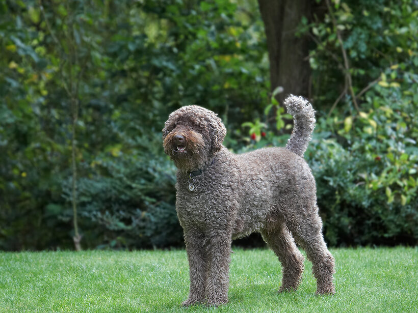 Dog, Dogs, Elvis, Poodles, Standard Poodle, Tongue