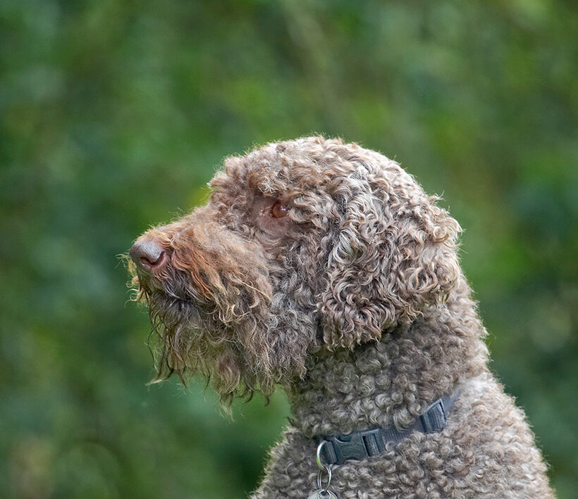 Dog, Dogs, Elvis, Poodles, Standard Poodle, Tongue