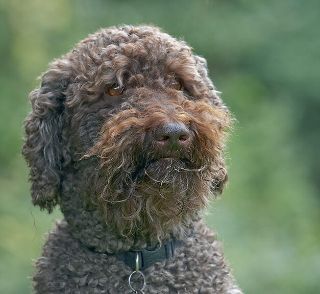 Dog, Dogs, Elvis, Poodles, Standard Poodle, Tongue