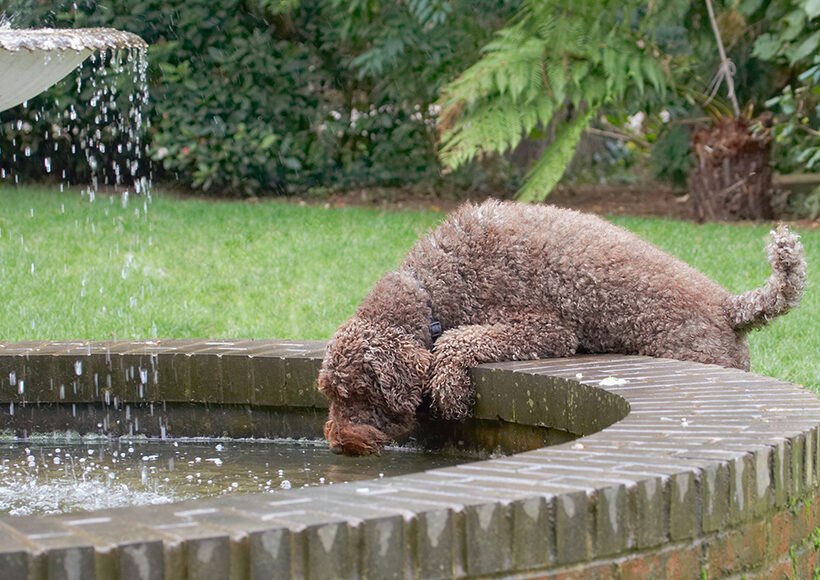 Dog, Dogs, Elvis, Poodles, Standard Poodle, Tongue