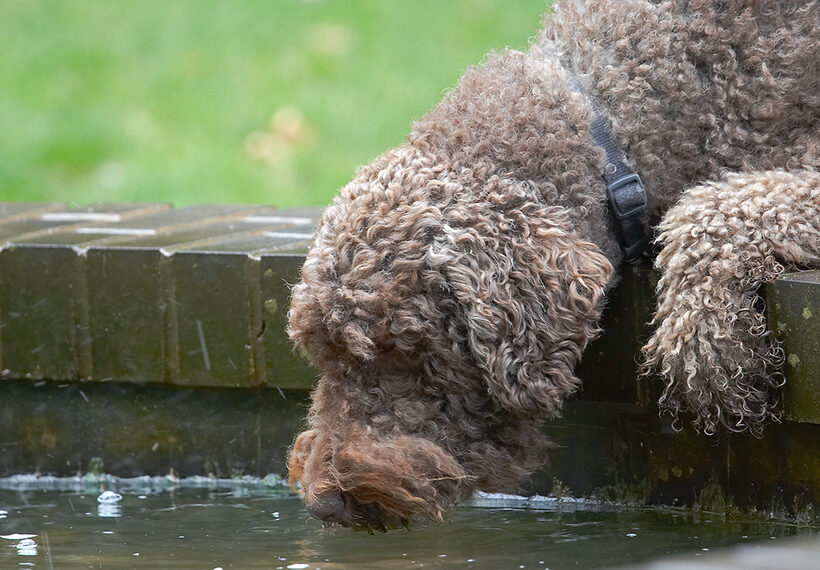 Dog, Dogs, Elvis, Poodles, Standard Poodle, Tongue