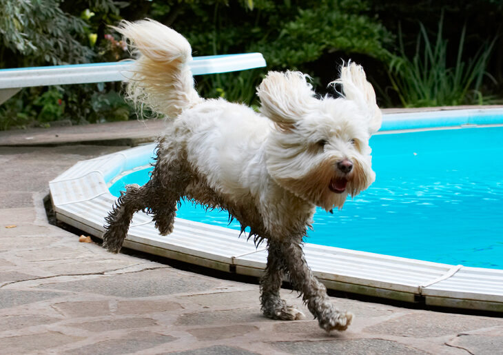 Dog, Dogs, Play, Playing, Playtime, Pool, Run, Running, Rupert, Swimming, Terrier, Terriers, Tibetan