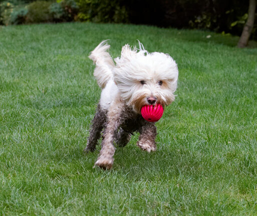 Ball, Dog, Dogs, Play, Playing, Playtime, Run, Running, Rupert, Terrier, Terriers, Tibetan