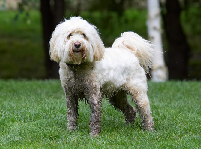 Dog, Dogs, Play, Playing, Playtime, Rupert, Stand, Standing, Terrier, Terriers, Tibetan