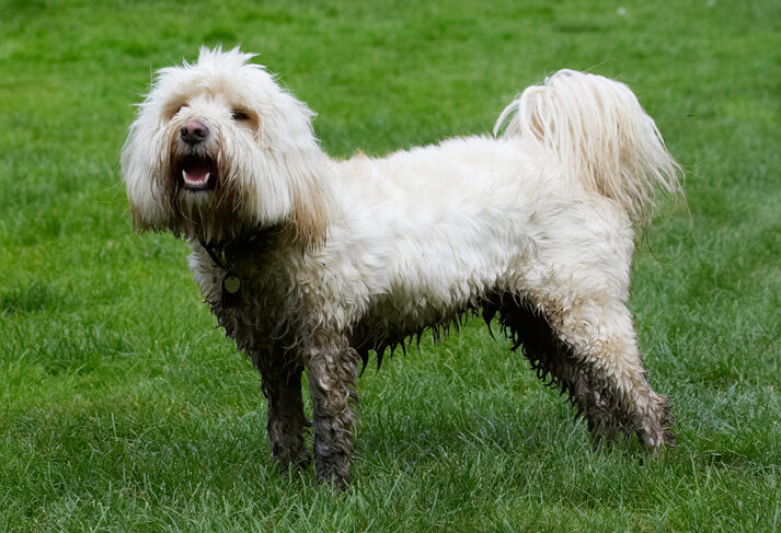 Dog, Dogs, Play, Playing, Playtime, Rupert, Stand, Standing, Terrier, Terriers, Tibetan