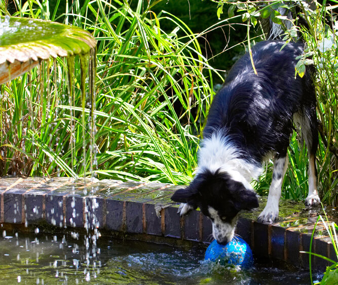 Border Collie, Collies, Dog, Dogs, Stinky