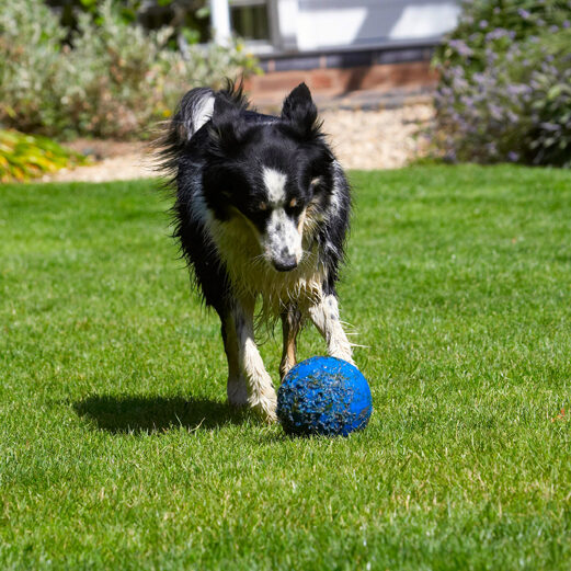 Border Collie, Collies, Dog, Dogs, Stinky
