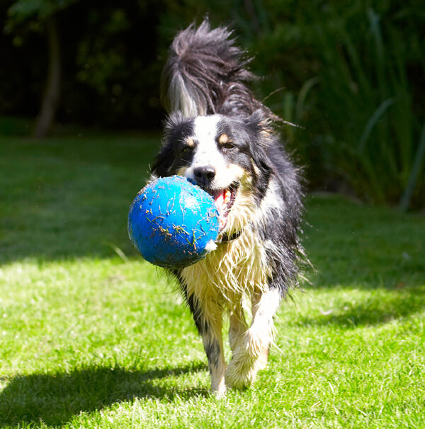 Action, Ball, Border Collie, Collies, Dog, Dogs, Stinky