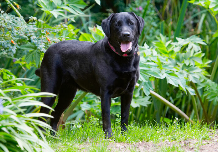 Dog, Dogs, Ellie, Labrador, Tongue