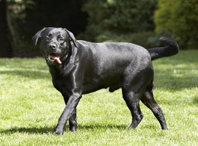 Dog, Dogs, Labrador, Slipper, Tongue