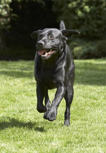 Dog, Dogs, Labrador, Slipper