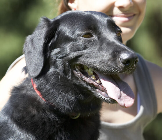 Dog, Dogs, Jodie, Labrador, Tongue
