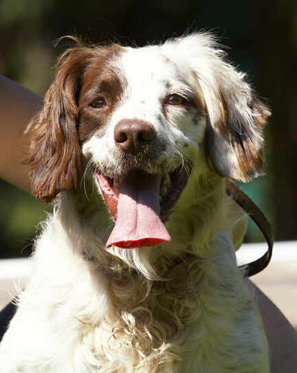 Dog, Dogs, Lucy, Spaniels, Springer Spaniel, Tongue