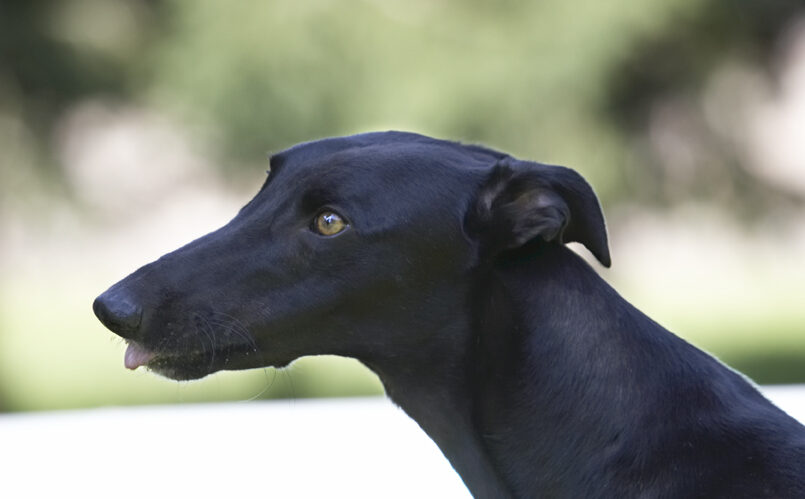 Buddy, Dog, Dogs, Greyhound, Tongue