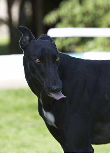 Buddy, Dog, Dogs, Greyhound, Tongue