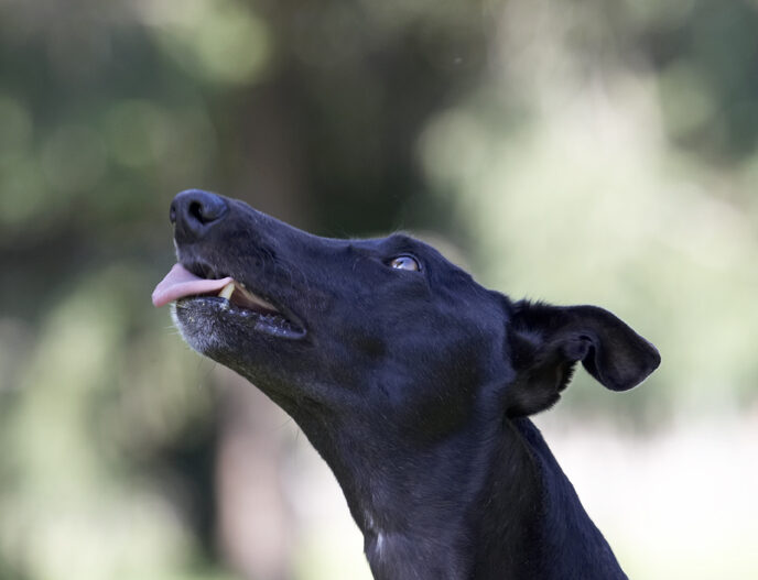 Buddy, Dog, Dogs, Greyhound, Tongue